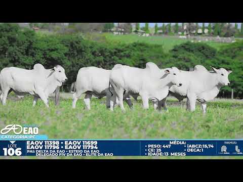 LOTE 106
