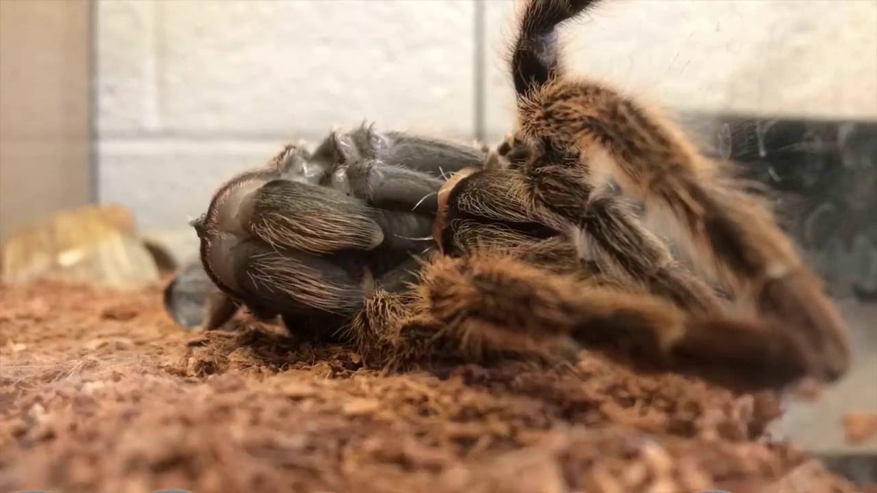 Tarantula Shedding her Exoskelton - YouTube