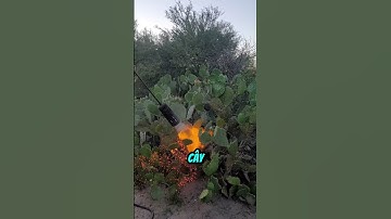 Tại sao đốt cây xương rồng #shorts