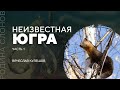 Югра — неизвестные страницы истории России. Часть 1. Вячеслав Кулешов. Родина слонов № 302