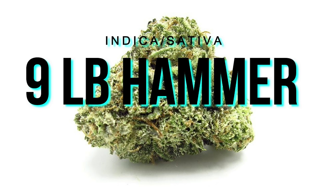 Top 5 Strains for Insomnia