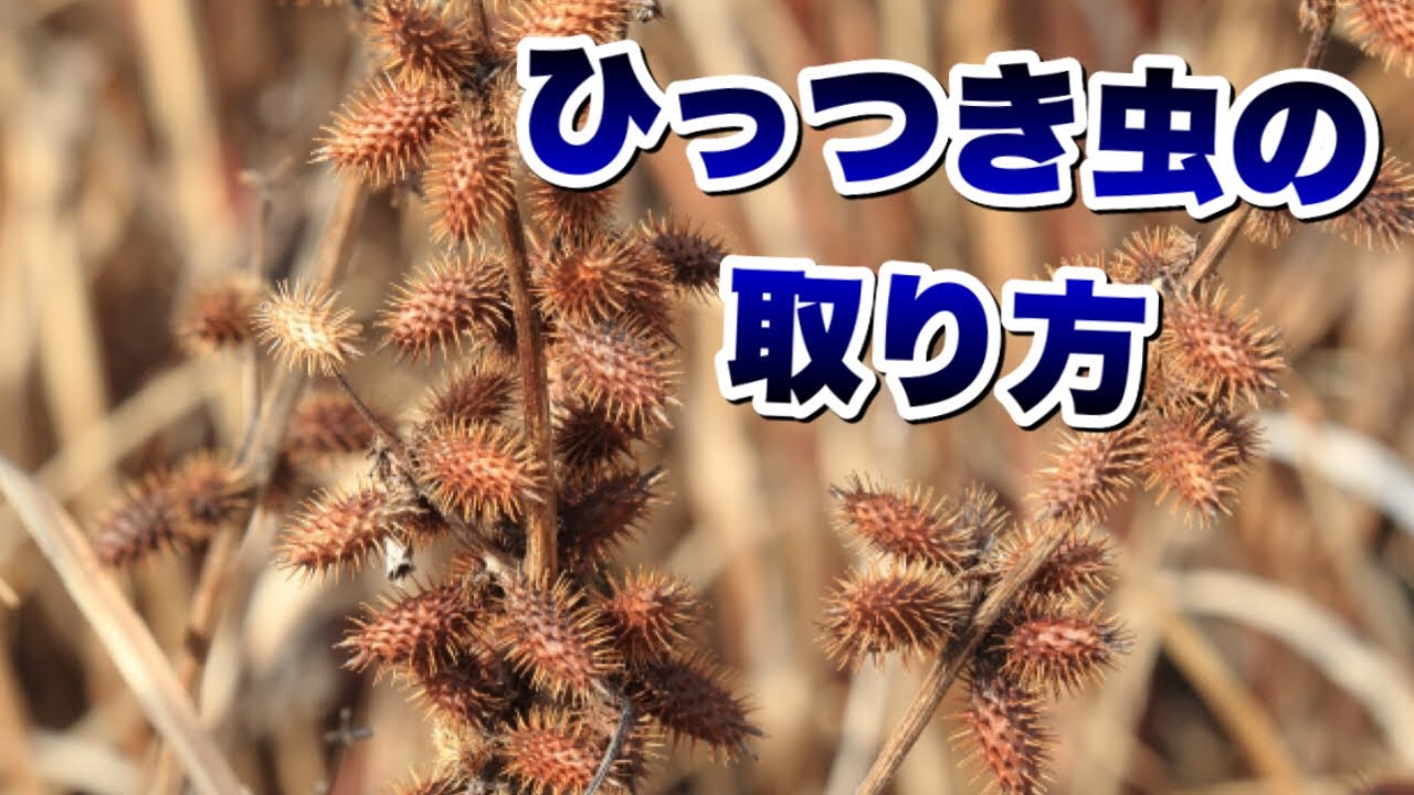 くっつき 虫 取り 方