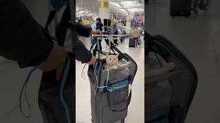 My cat meeting his kitten for the first time #shorts #cat #catshorts #cats #travelcat