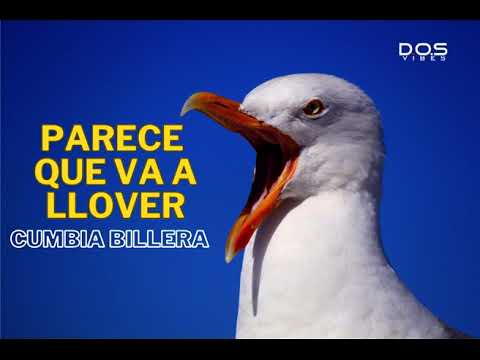 PARECE que va a LLOVER SEAGULLS - Innova Schools