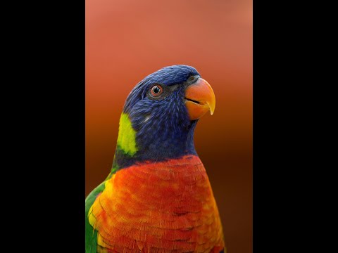 AWS Polly, Free Text to Speech from AWS.