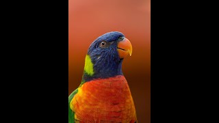 AWS Polly, Free Text to Speech from AWS.