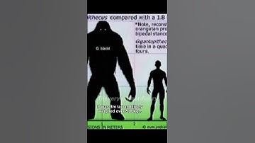 How strong was the Gigantopithecus? #gigantopithecus #prehistoric #extinct #ape
