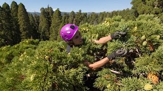 Sequoias Feel the Drought | KQED Newsroom