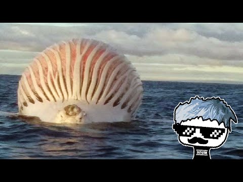 Misteriosa Esfera Flotante en el Océano Índico [Noticias] | SirKael
