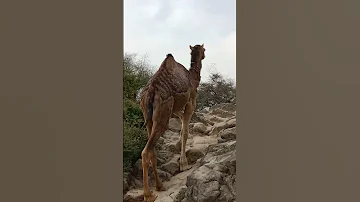 Ount Bhut Hi Mazbot Jandar Hy Love Camel S Kaleem Studio 