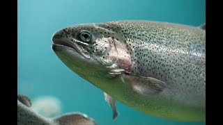 Top 8 Trout Lakes in Ohio