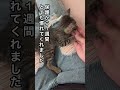 【母猫とはぐれた子猫を保護】#ねこ動画 #こねこ #ほごねこ #ほっこりする話 #ほのぼの #ほっこり #cat #kitonn