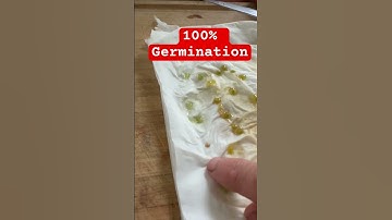 How to Save Tomato Seeds (The BEST Method)