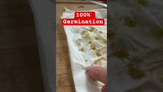 How to Save Tomato Seeds (The BEST Method)