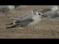Bonaparte'sGull2605