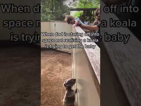 Koala just trying