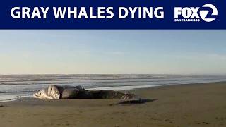 Increase In Gray Whales Dying In San Francisco Bay Ktvu