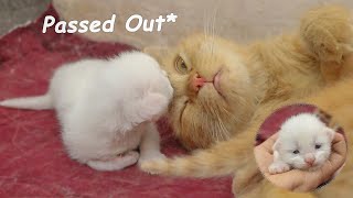 The Adopted Kitten met his SLEEPY Foster MOM CAT who Passed Out, Poor Kitten adopted by BIG CAT by Moo Kittens 167 views 1 day ago 1 minute, 1 second