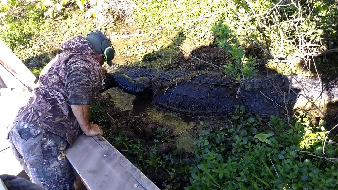 15' Alligator in Swamp in Des Allemands, LA