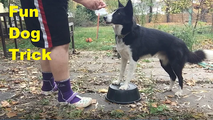 Teaching an Old Dog New Tricks, Paws Up Dog Trick ...