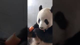 熊猫金虎又跟奶妈唠嗑来啦Panda Jin hu chats with the breeder. It's so cute and smart.