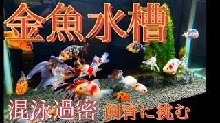 【金魚水槽】タブー視⁉︎混泳過密飼育に挑む