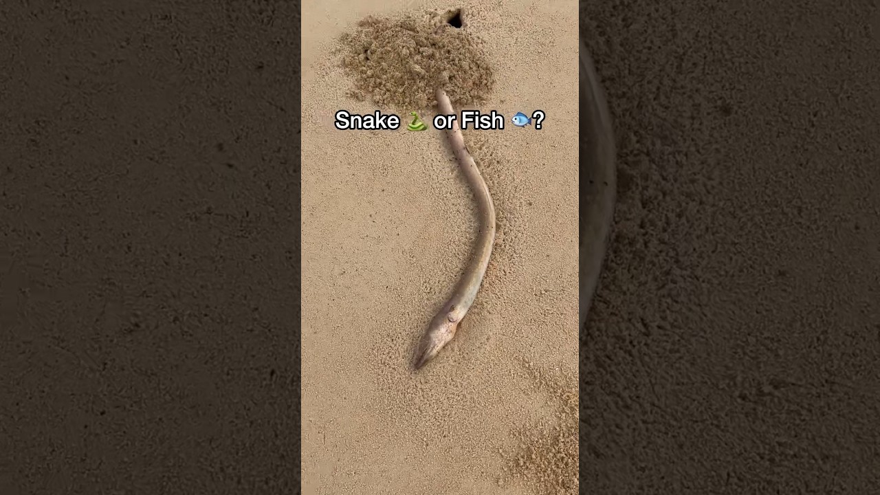 Snake 🐍 or Fish 🐟? 