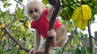 The moment baby monkey Kiti returns to nature