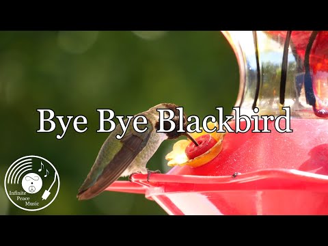 Bye Bye Blackbird w/ Lyrics - The Everly Brothers Version