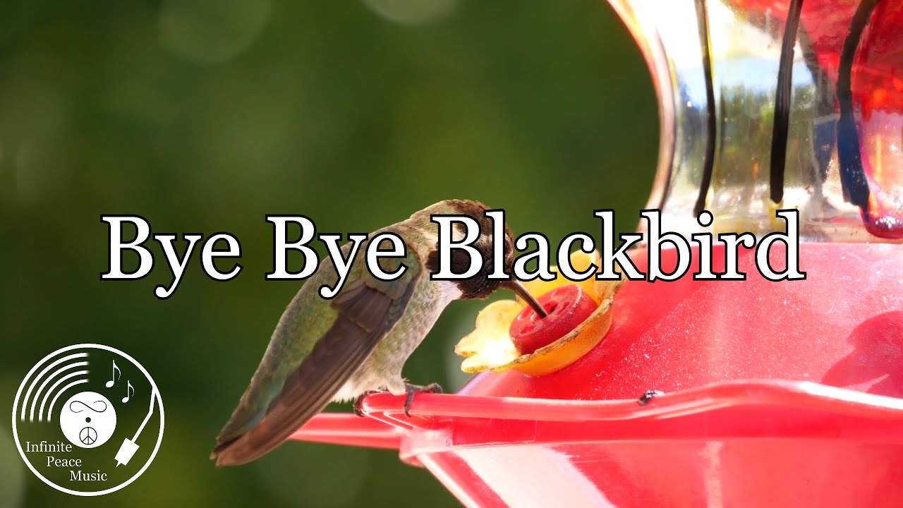 Bye Bye Blackbird w/ Lyrics - The Everly Brothers Version - YouTube