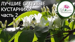 Лучшие Садовые Кустарники. Часть 2