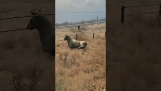 Dont pet the cows in this game...