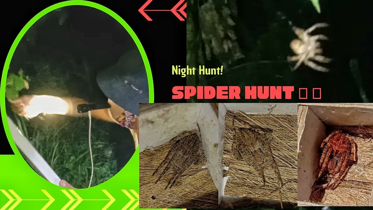 Spider Night Hunt 🕷️🕸️ ( mangilaw ng gagamba sa gabi🕸️?) - YouTube