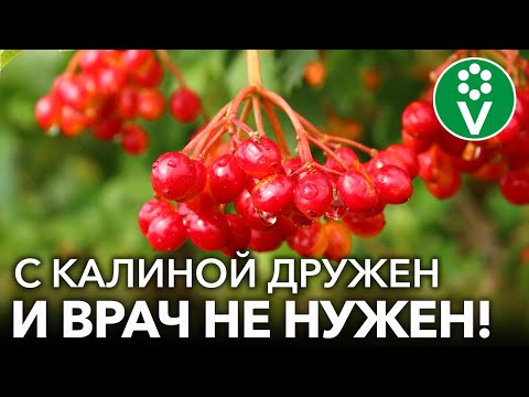 СУПЕР ПОЛЕЗНАЯ ЯГОДА ДЛЯ ЗДОРОВЬЯ - КАЛИНА КРАСНАЯ! Как правильно заготовить калину на зиму