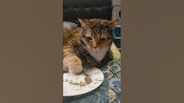 Chill Vibes Only: The Calm Catnip Connoisseur 🐾✨ #cat #cute #catlovers #felineserenity #prettycat