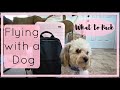 FLYING WITH A DOG | What You Need