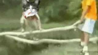 this is sparta (cat version)