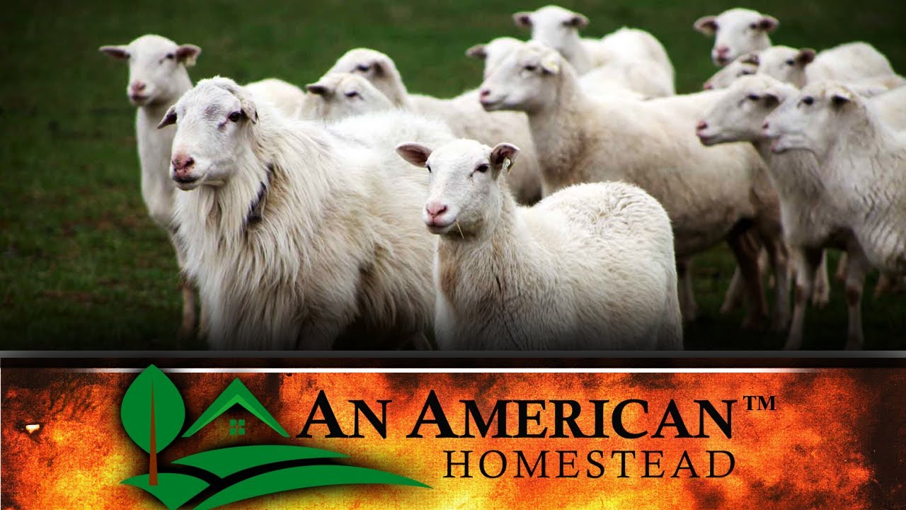 Using Blackberry ROOTS To Treat Animal ScoursDiarrhea YouTube