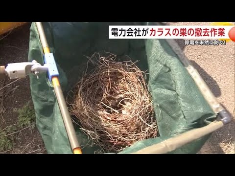 9小鳥の巣の電tw1 イージーホーム クリアーバード37-WH（ホワイト） ｜ 株式会社