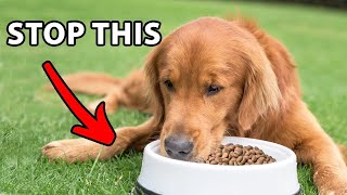 Stop Feeding Your Golden Retriever In A Food Bowl by Golden Hearts 36,621 views 1 year ago 8 minutes, 18 seconds