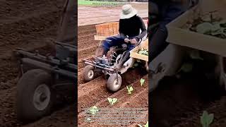 Efficient Seedling Planting with Small Farm Machinery#worker #process #farming #agriculture