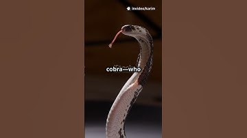 Mongoose vs Cobra: The Most Insane Animal Battle Ever! 🐍⚔️🐾