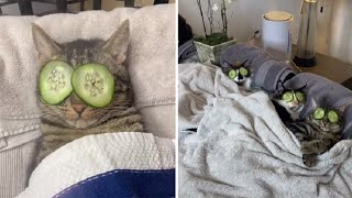 3 CATS HAVE SPA DAY by Luxooze Pets 201 views 3 years ago 3 minutes, 8 seconds