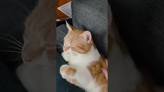Nestled in His Spot 🥰🐅
Link is Sleepy🐅💙 #youtubeshorts
Watch more Shorts here - https://www.youtube.com/playlist?list=PLX_Cone6vbMHjDFv7xLiVaufvuG6fCCHf
NEW Short Every Day at 7 AM EST! SUBSCRIBE for More Funny Gaming Moments!
#Shorts #cats #catshorts #pets #catvideos #viralshorts #viral #viralshort #foryou #tiktok #pets #awww #cute Nestled in His Spot 🥰🐅