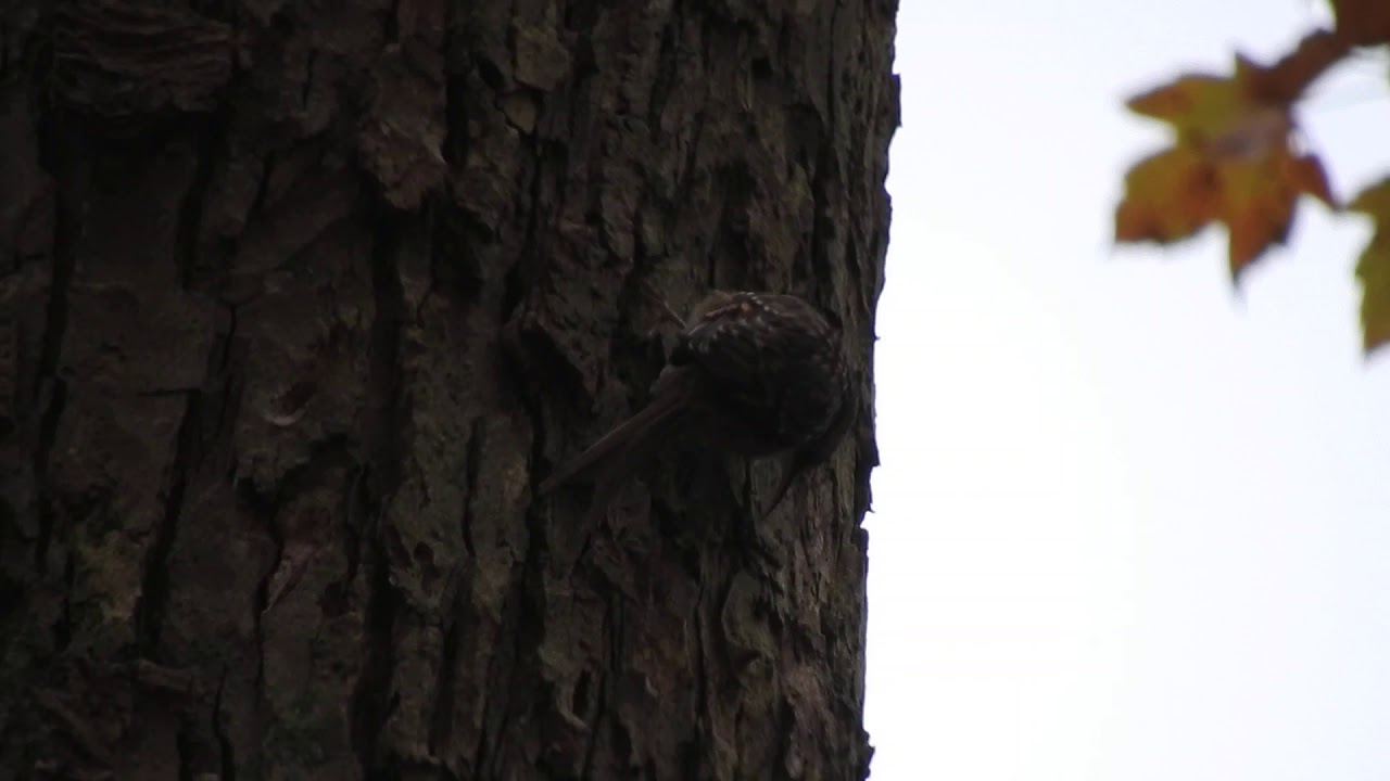 Short-toed Treecreeper, Nieuwe Oosterbegraafplaats, Amsterdam, 01-11