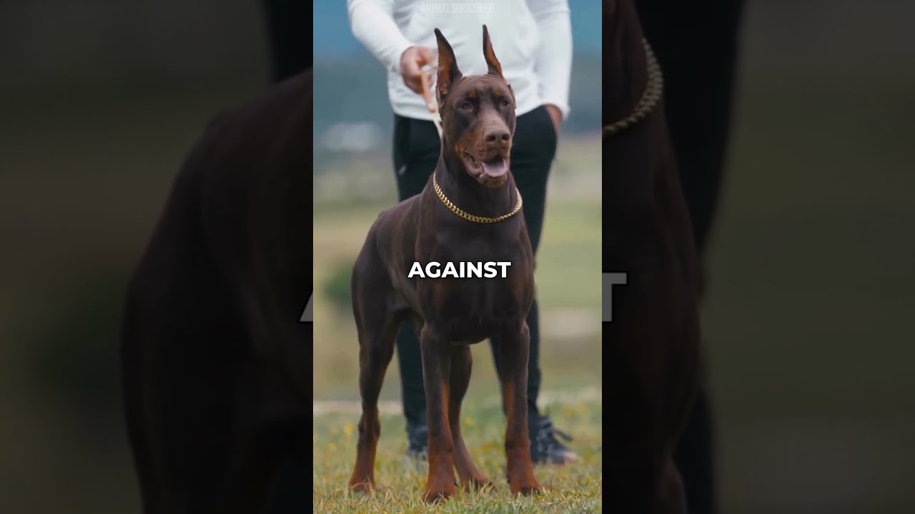 The 3 Best Dog Breeds To Guard Your Home