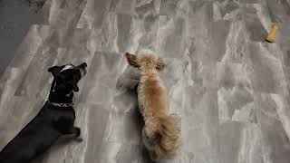 Dogs at Play: Loma, Bexley, Callie by Unleashed DDC MT 99 views 3 months ago 32 seconds