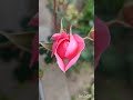 Моя любовь ❤❤❤
