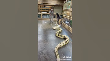 #python #longest #shorts #reticulated Longest python snake part (3)