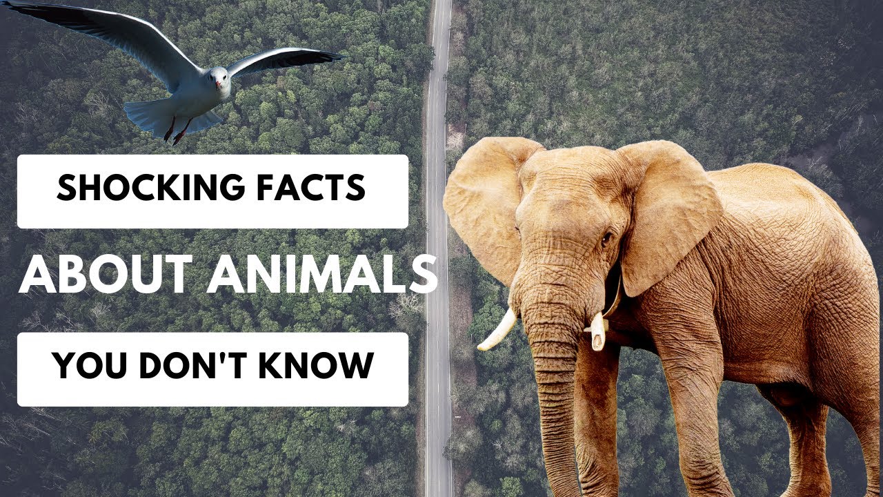 Five Shocking Facts about Animals that you certainly don't know about